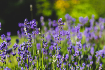 field of lavender