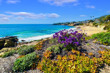 Blooming flowers at the beach,  outdoor travel background, California, USA