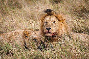 Male Lions eating