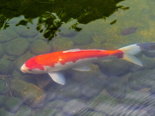 Orange and white koi fish in a transparent pond