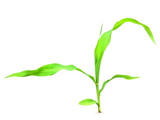 Small green corn plant on a white background, close up of corn on a white background