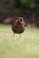 Juvenile blackbird thrush on lawn in garden
