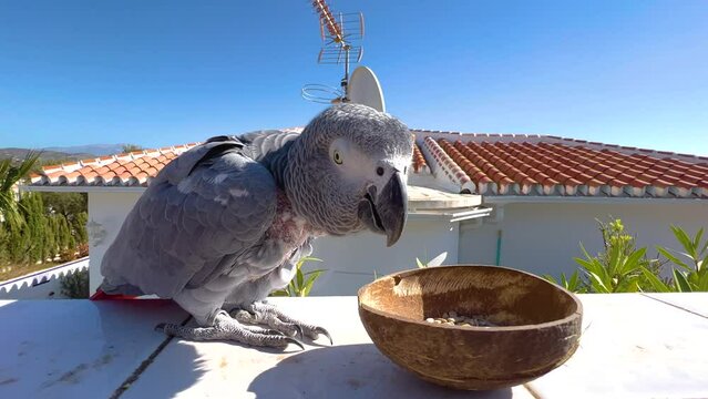 African grey parrot exotic bird eating seeds on the roof. Grey parrot. A beautiful bird on a sunny day. 