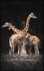 Giraffe - obrazy, fototapety, plakaty