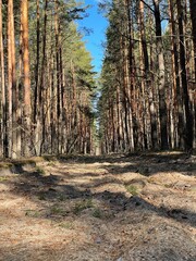 path in the forest