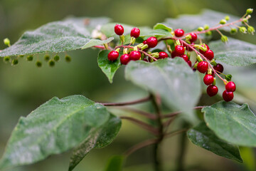 red currant bush
