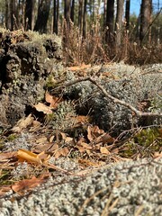 pine tree in the forest