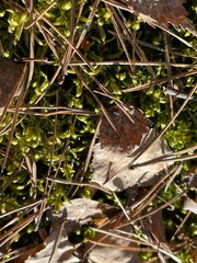 leaf on the ground
