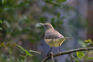 clay colored thrush bird on a branch