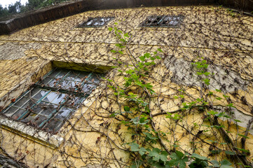 front of an old house, it has windows and is covered by vines.