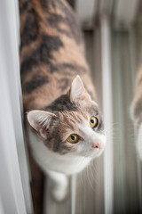 Curious cat standing by window in perfect soft light
