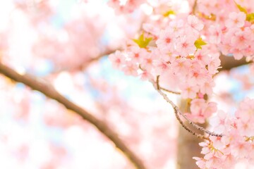 pink cherry blossom