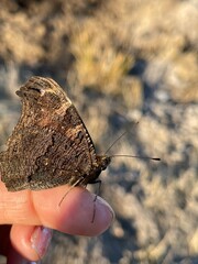 butterfly on a hand