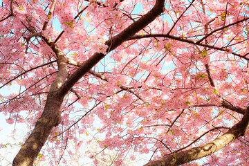 pink cherry blossom