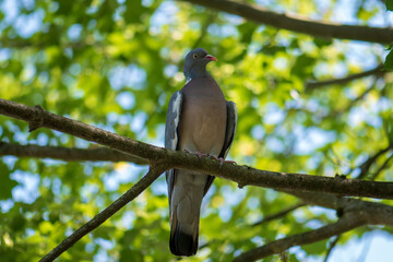 dove on a branch