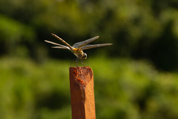 Uma libélula empoleirada em uma estaca de madeira.