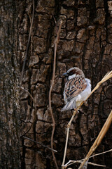 closeup the small brown black sparrows sitting on the tree branch over out of focus brown background.