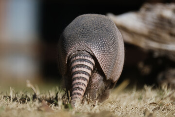 Armadillo tail walking away in Texas field with blurred background.