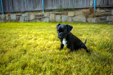 Adorable black and white puppy sitting on green sunny grass with cute face sitting patiently for...