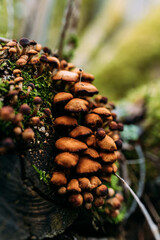 Pilze an einem Baumstamm im Wald