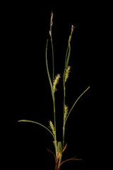 Hairy Sedge (Carex hirta). Habit Closeup