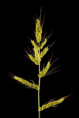 Cockspur (Echinochloa crus-galli). Inflorescence Closeup