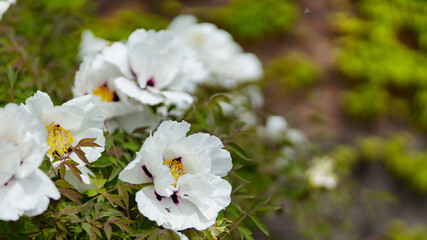 Blooming white peonies in the garden. Close-up of white peonies flowers on a blurred background