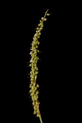 White Melilot (Melilotus albus). Infructescence Closeup
