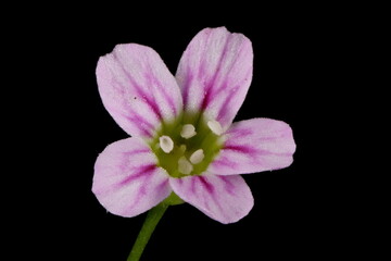 Annual Gypsophila (Psammophiliella muralis). Flower Closeup