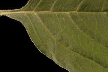 Common Amaranth (Amaranthus retroflexus). Leaf Detail Closeup