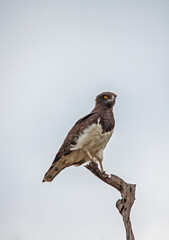 Black Chested Snake Eagle (Circaetus pectoralis) 13866
