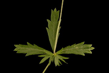 Tormentil (Potentilla erecta). Leaf Closeup