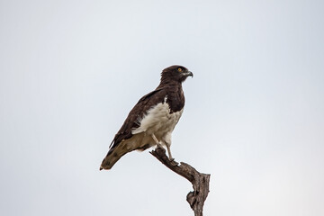 Black Chested Snake Eagle (Circaetus pectoralis) 13868