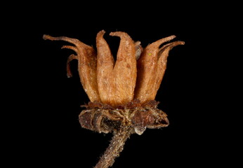 Japanese Spiraea (Spiraea japonica). Fruit Closeup