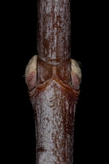 Ash-Leaf Maple (Acer negundo). Lateral Buds Closeup