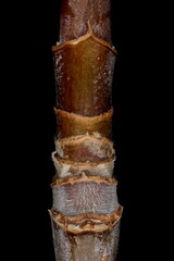 Ash-Leaf Maple (Acer negundo). Clustered Leaf Scars Closeup