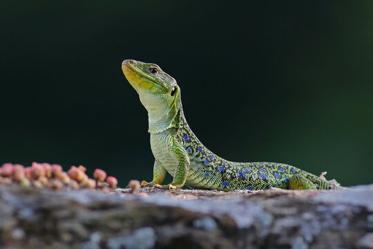 Close up portrait of a big and dominant adult male ocellated lizard or jewelled lizard (Timon lepidus). Beautiful scary green and blue exotic lizard with vibrant colors in natural environment. Spain