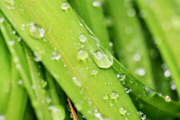 grass with dew drops