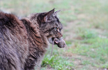 Side view of a cat hunting a mouse in the garden. Home cat (Felis catus) carrying a rodent. Fierce hunter maine coon female cat playing after the catch of a wild prey. Cat having fun with a mouse.