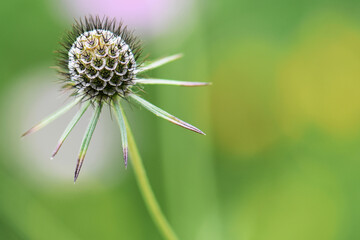 close up of a thistle