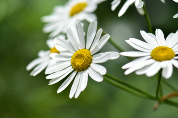 Obraz premium daisy flower