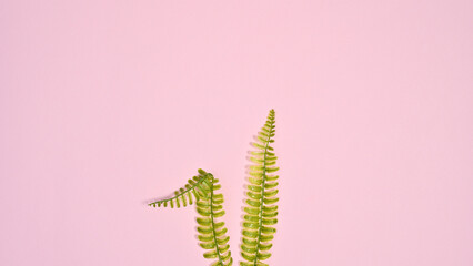 Creative bunny ears made of natural plants on pastel pink background. Flat lay minimal creative copy space