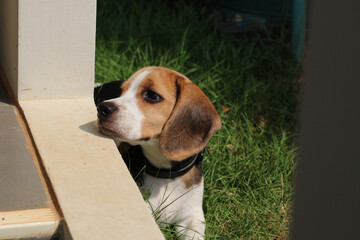 Purebred beagle puppy lying on the grass in the outdoor garden. dog beagle on the walk in the park...