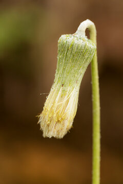 Planta ou flor Buglossa, chamama, costa-branca, erva-de-sangue, fumo-do-mato, l&iacute;ngua-de-vaca, l&iacute;ngua-de-vaca-mi&uacute;da, paraqueda, sanguineira, tapira.
