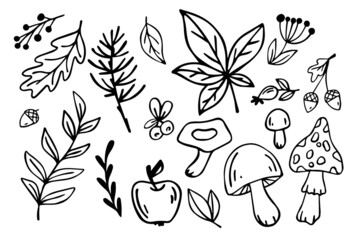 Linear sketches of plants,berries,mushrooms.Autumn doodle set.Vector graphics.