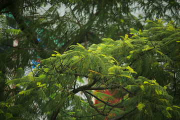 Krishnacura flower tree leaves
