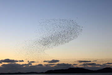 Spectacular murmuration of a flock of migratory birds flying in the sunset sky