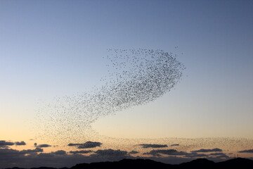 flock of migratory birds