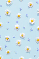 Beautiful field spring daisy flowers on a blue background. Aesthetic nature pattern.