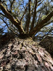 around the Sardinian nature seeing trees, rocks, lakes, rivers standing in the sun among the leaves and trunks enjoying the good sun